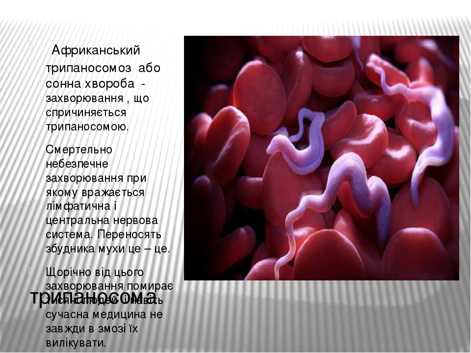 Трипаносомоз африканский презентация