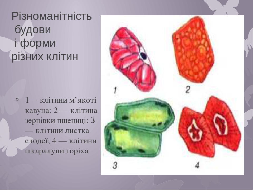 Клітина. Історія вІдкриття.