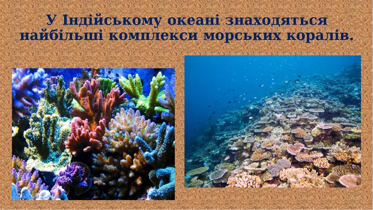 У Індійському океані знаходяться найбільші комплекси морських коралів.