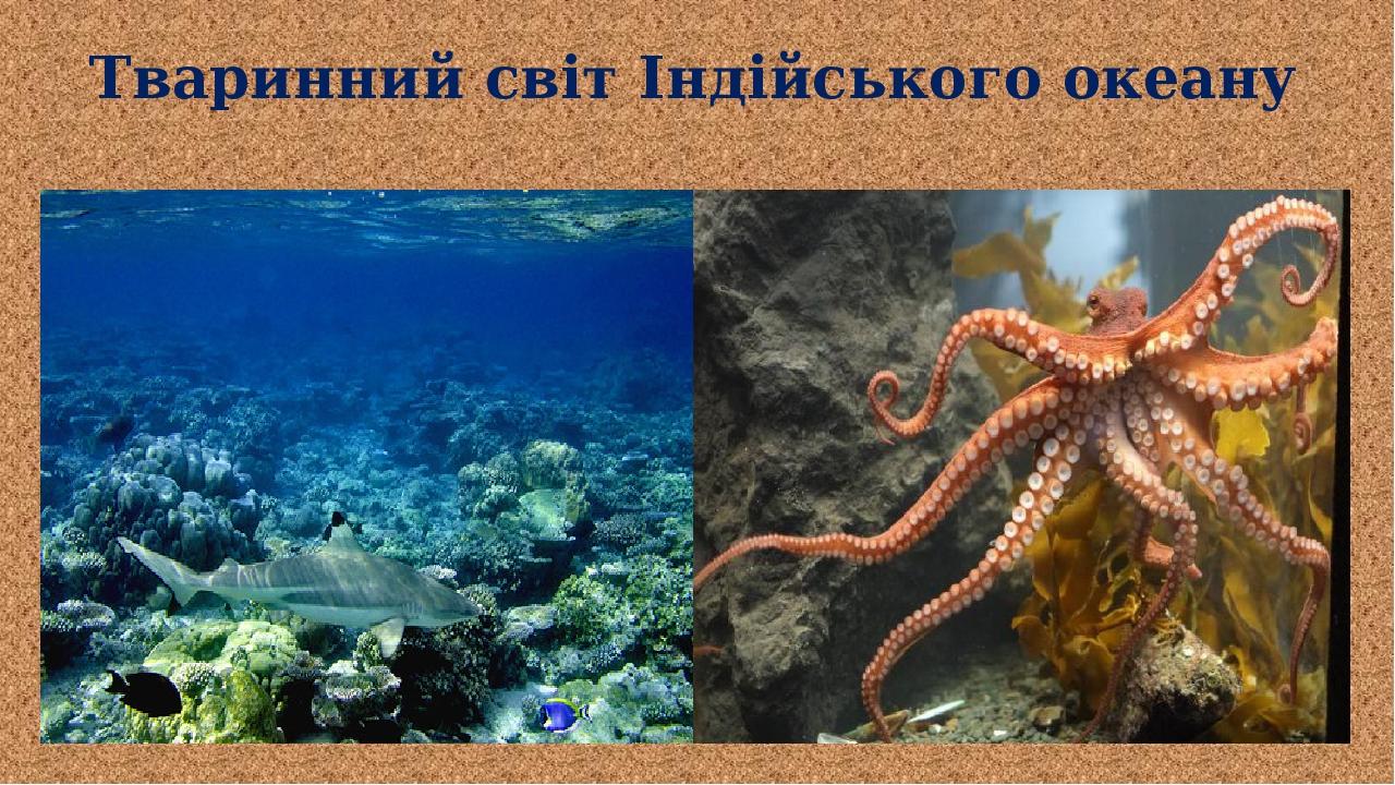 Тваринний світ Індійського океану