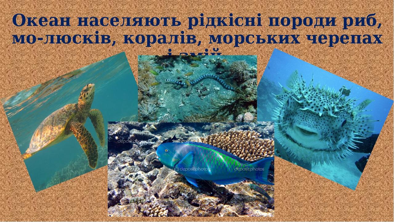 Океан населяють рідкісні породи риб, мо-люсків, коралів, морських черепах і змій.