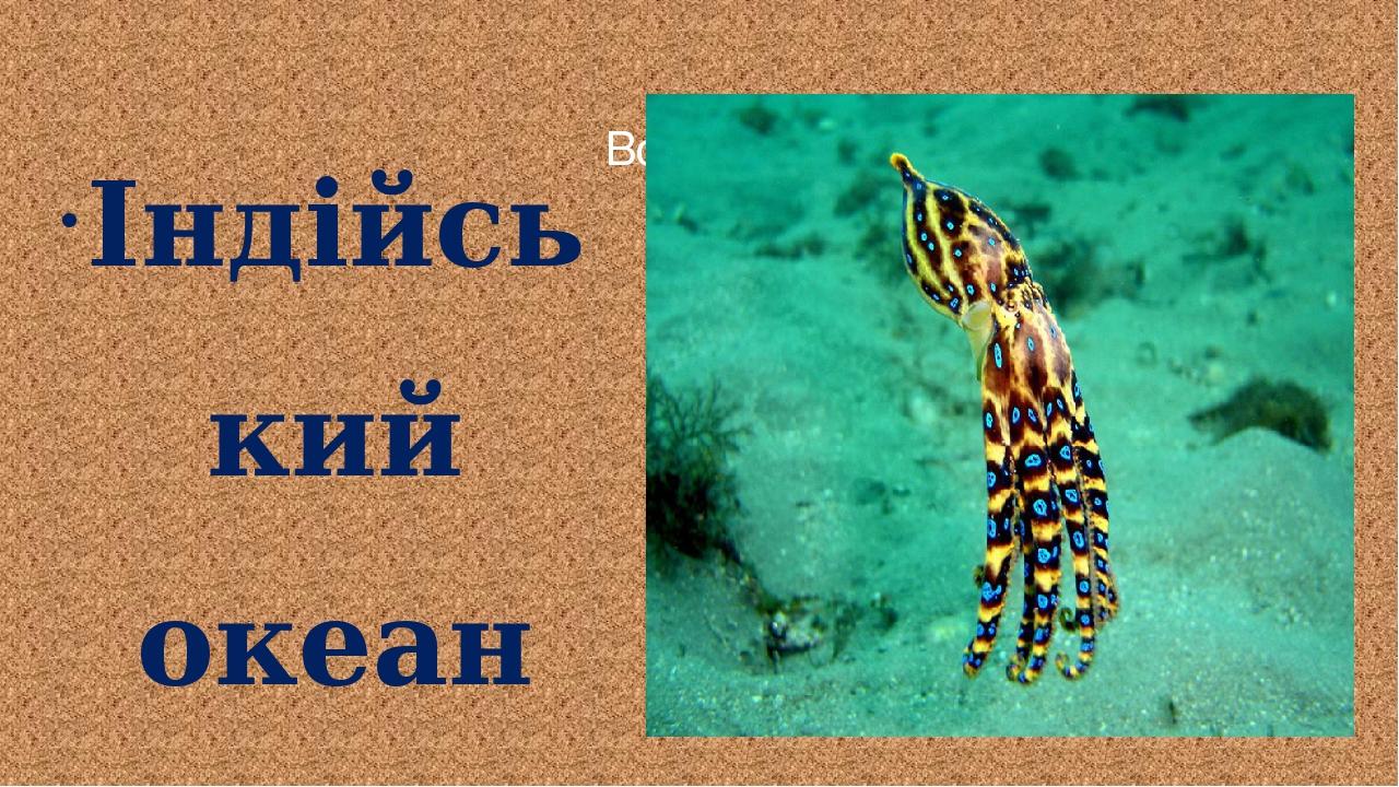 Індійський океан — це місце проживання однієї з найот-руйніших істот — блакитно-кільчатого восьминога. Особини цього восьминога не більше 5 см в ді...