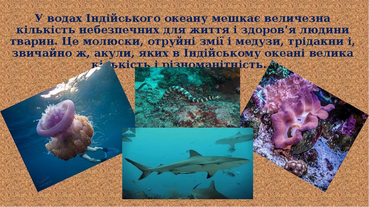 У водах Індійського океану мешкає величезна кількість небезпечних для життя і здоров’я людини тварин. Це молюски, отруйні змії і медузи, трідакни і...