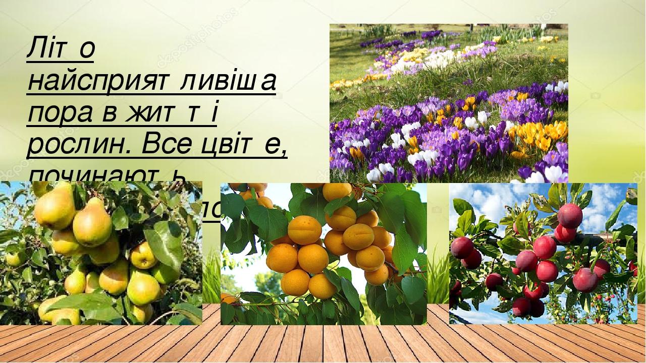 Літо найсприятливіша пора в житті рослин. Все цвіте, починають дозрівати плоди.