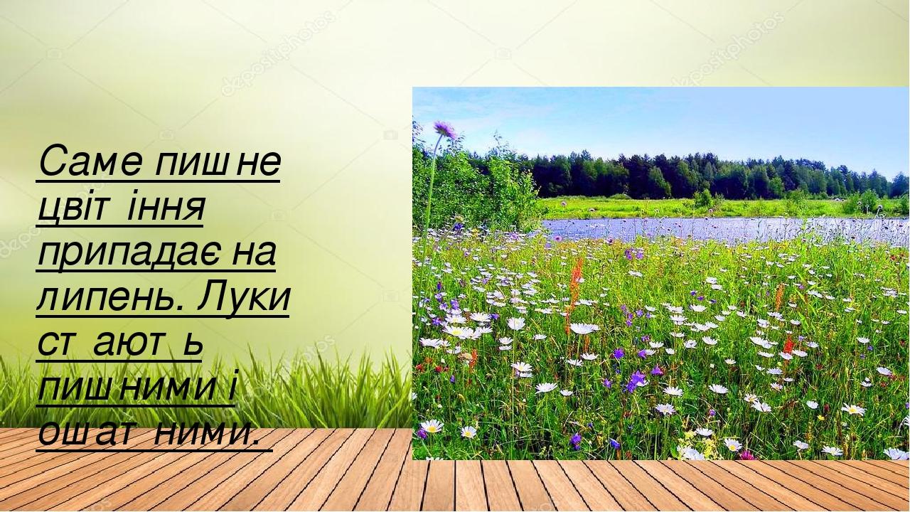 Саме пишне цвітіння припадає на липень. Луки стають пишними і ошатними.