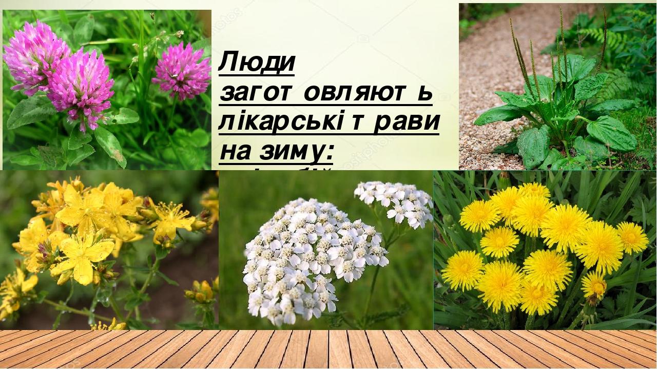 Люди заготовляють лікарські трави на зиму: звіробій, деревій, кульбаба, конюшина, подорожник.