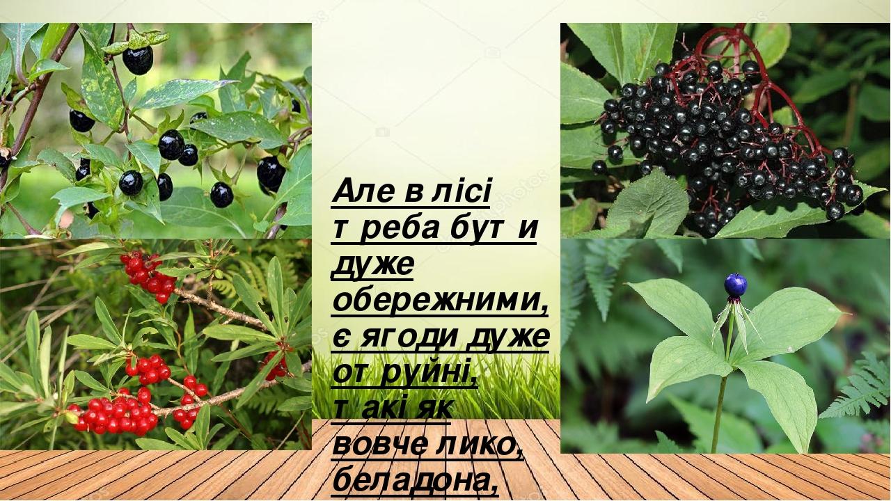 Але в лісі треба бути дуже обережними, є ягоди дуже отруйні, такі як вовче лико, беладона, вороняче око, бузина.