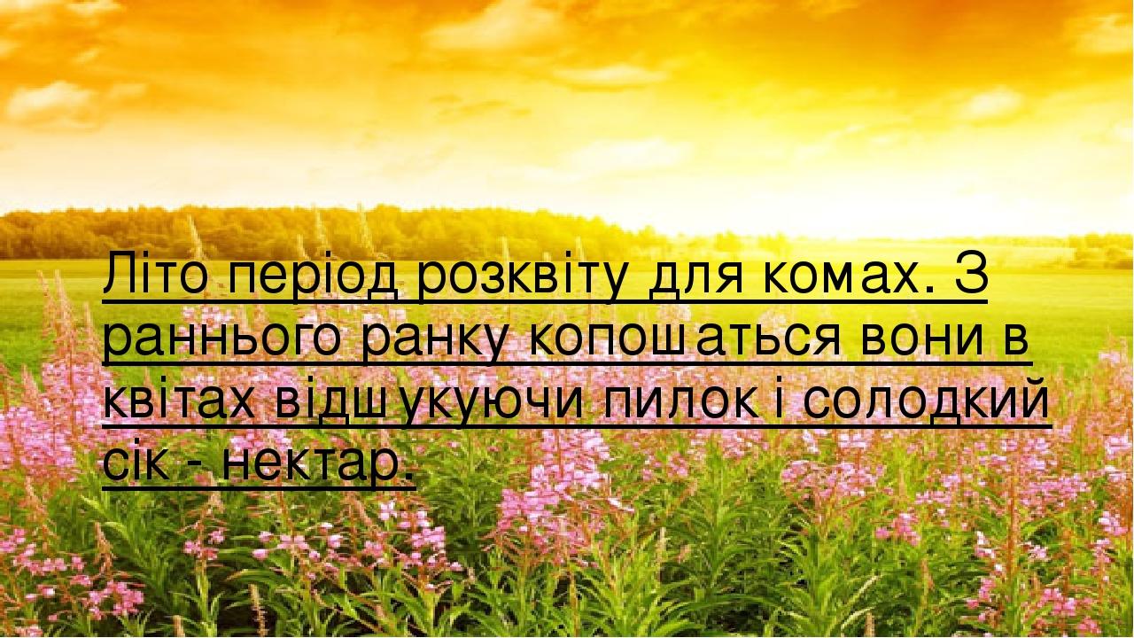 Літо період розквіту для комах. З раннього ранку копошаться вони в квітах відшукуючи пилок і солодкий сік - нектар.