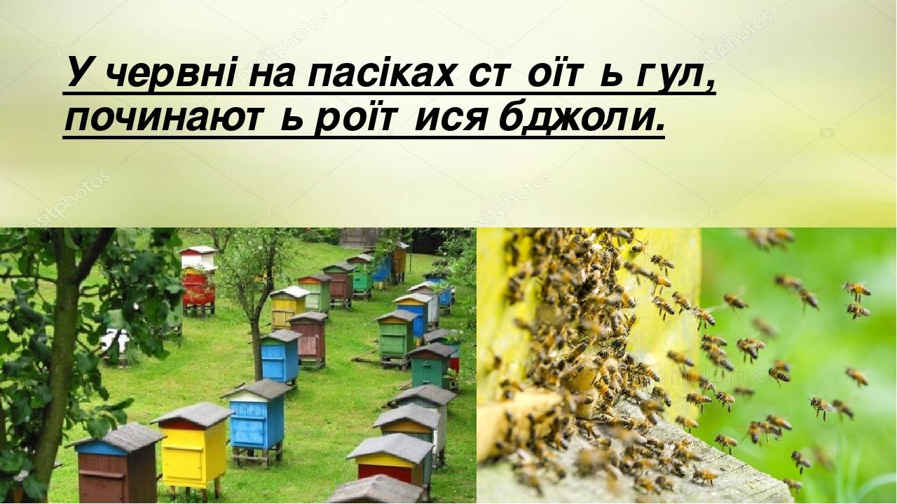 У червні на пасіках стоїть гул, починають роїтися бджоли.
