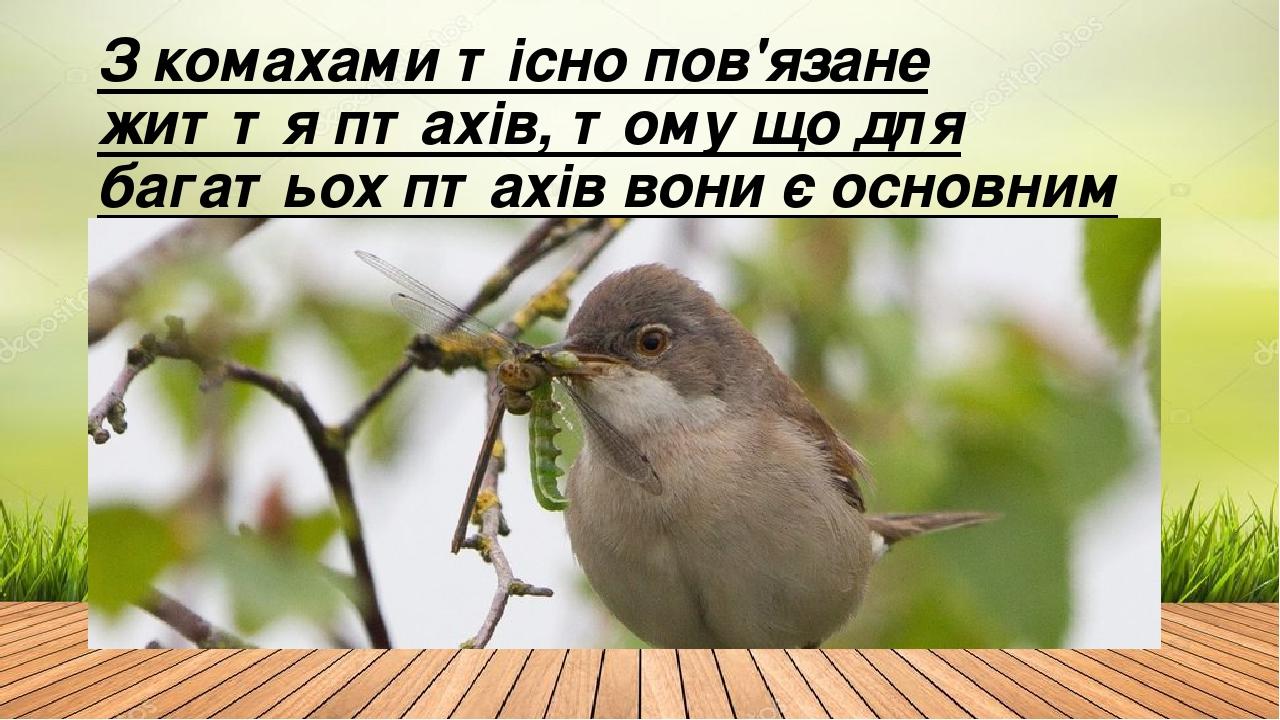 З комахами тісно пов'язане життя птахів, тому що для багатьох птахів вони є основним кормом.
