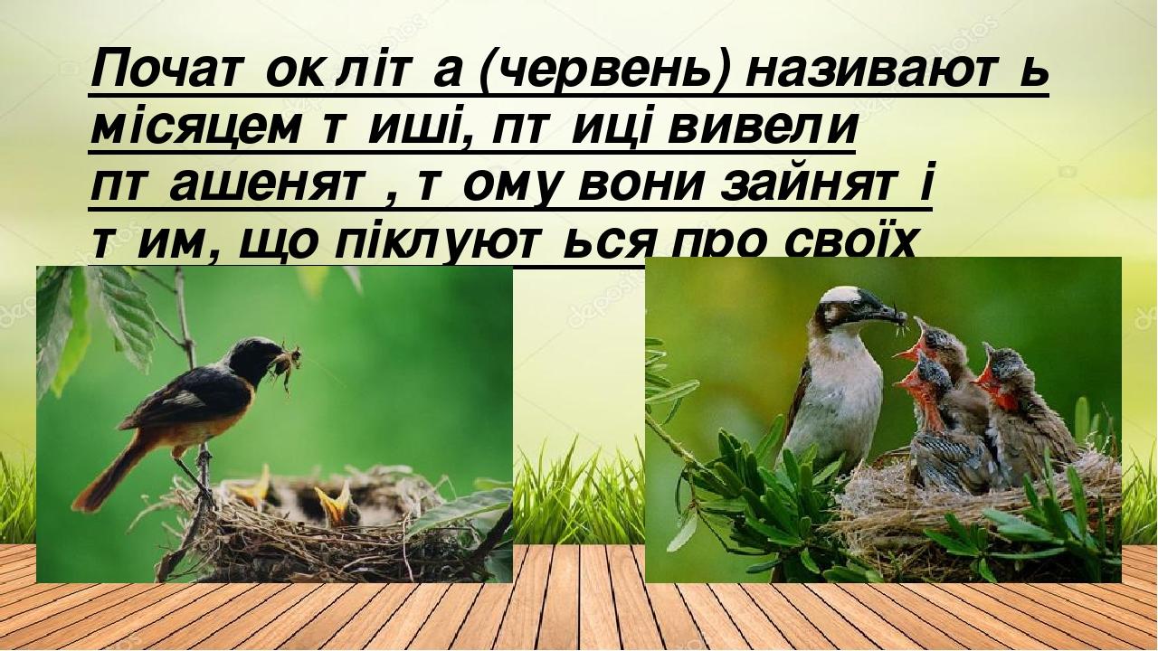 Початок літа (червень) називають місяцем тиші, птиці вивели пташенят, тому вони зайняті тим, що піклуються про своїх діток.