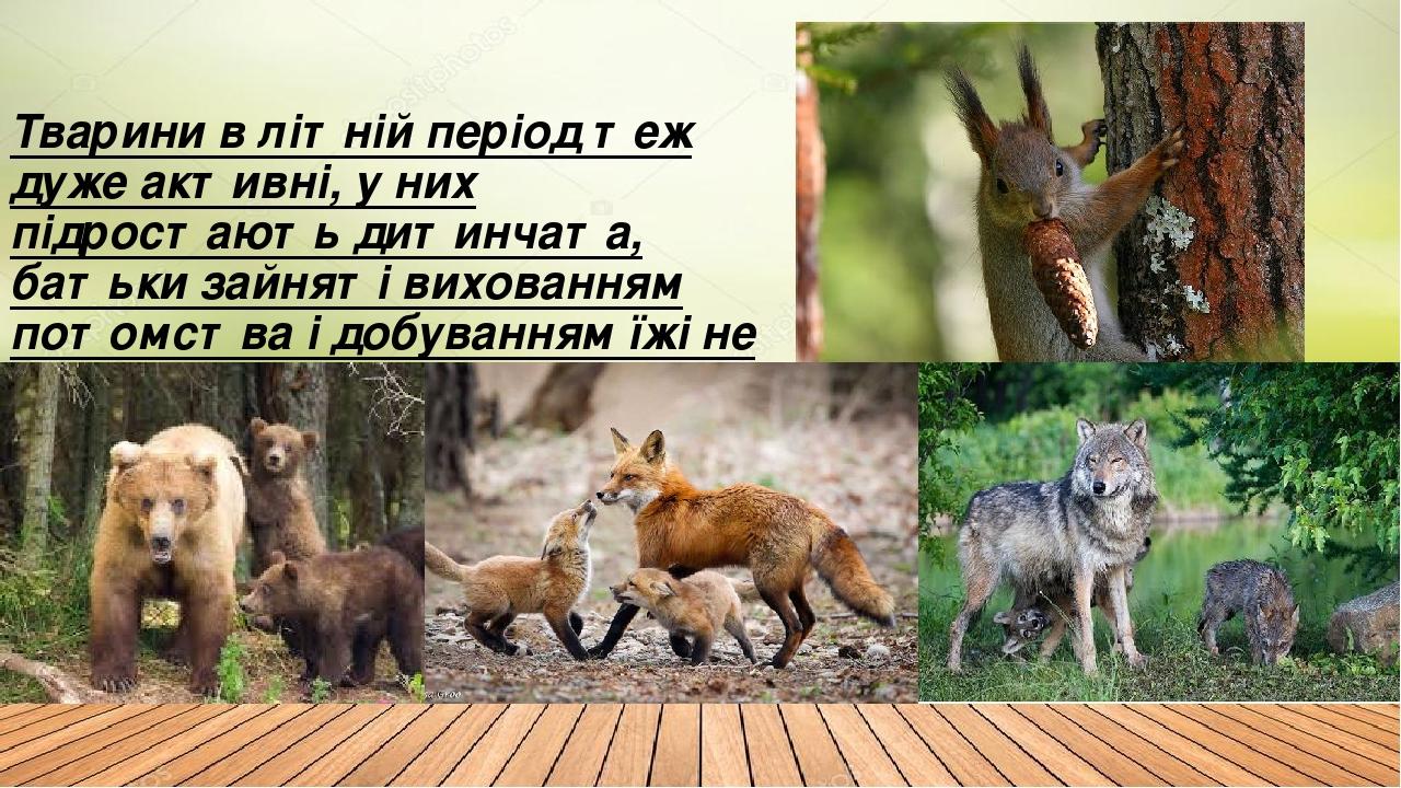 Тварини в літній період теж дуже активні, у них підростають дитинчата, батьки зайняті вихованням потомства і добуванням їжі не тільки для себе, але...