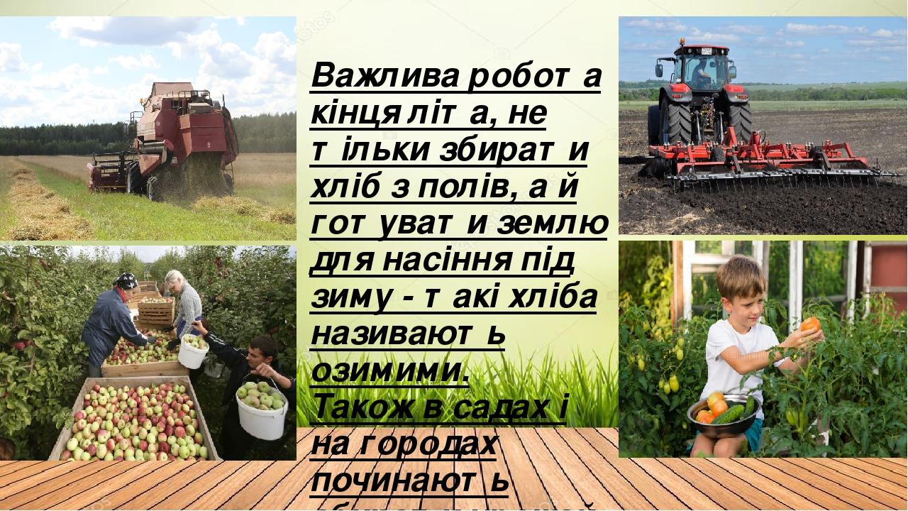 Важлива робота кінця літа, не тільки збирати хліб з полів, а й готувати землю для насіння під зиму - такі хліба називають озимими. Також в садах і ...