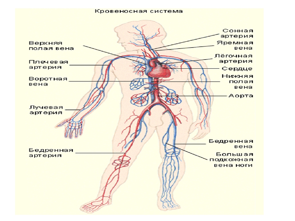 Нижняя полая вена образуется. Венозная система человека схема. Вены анатомия схема. Венозная система человека нижняя полая Вена. Венозная система человека анатомия схема.