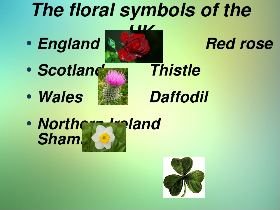 Презентація "National plants of the UK"