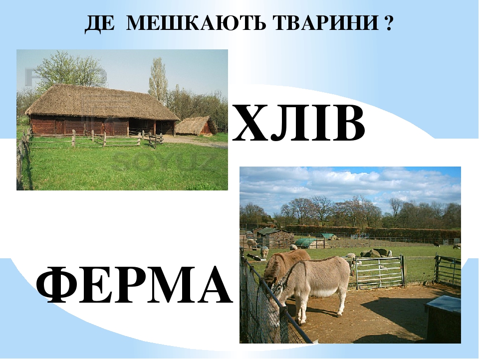 ХЛІВ ФЕРМА ДЕ МЕШКАЮТЬ ТВАРИНИ ?