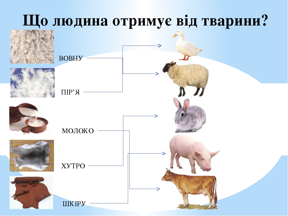 Що людина отримує від тварини? ВОВНУ ПІР’Я МОЛОКО ХУТРО ШКІРУ