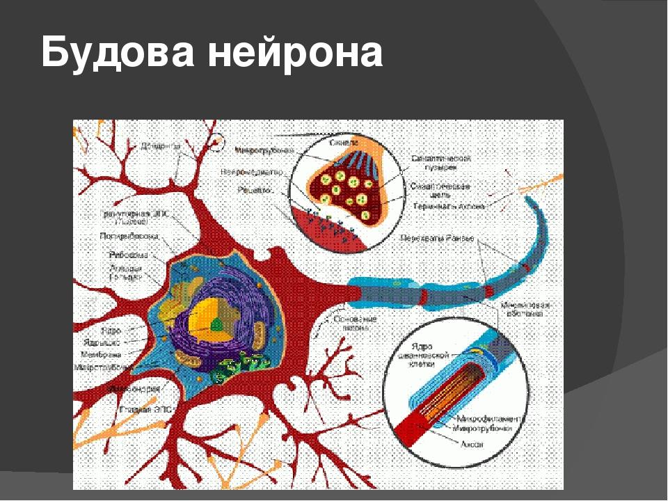 Будова нейрона