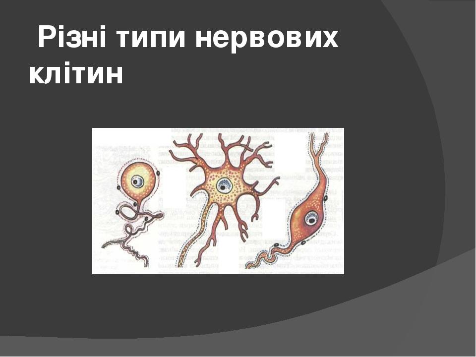 Різні типи нервових клітин