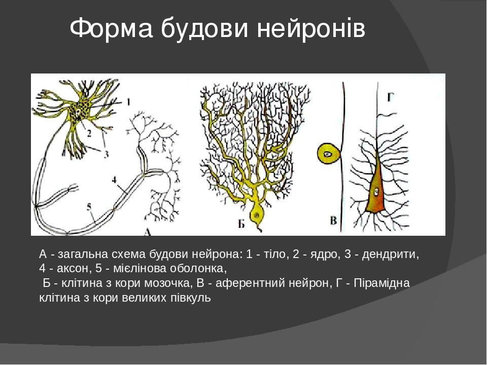 Форма будови нейронів А - загальна схема будови нейрона: 1 - тіло, 2 - ядро, 3 - дендрити, 4 - аксон, 5 - мієлінова оболонка, Б - клітина з кори мо...