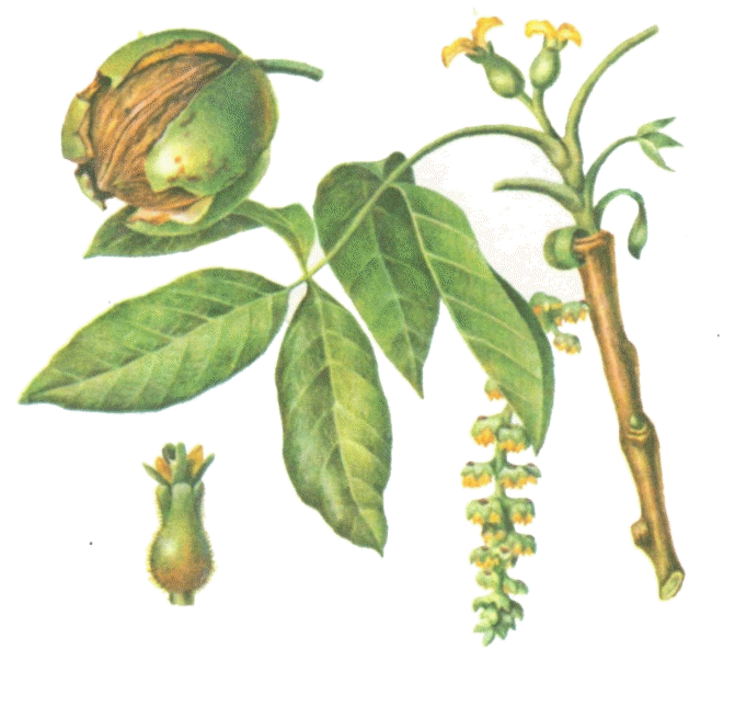 Грецкий орех дерево картинки для детей