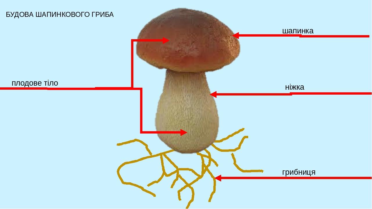 Будова гриба картинка