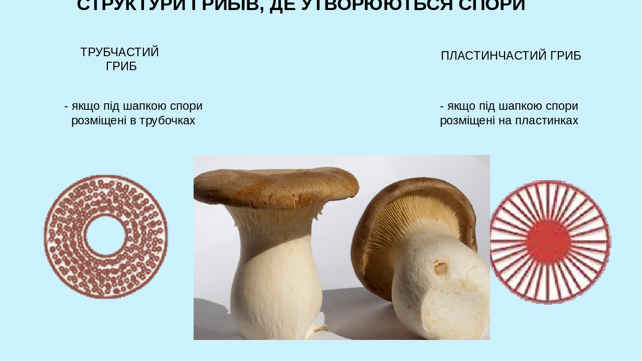 Пезентація "Шапинкові гриби"