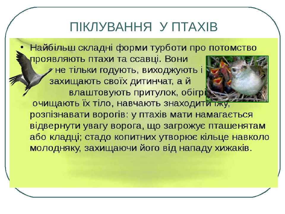 Как птицы заботятся о своем потомстве проект