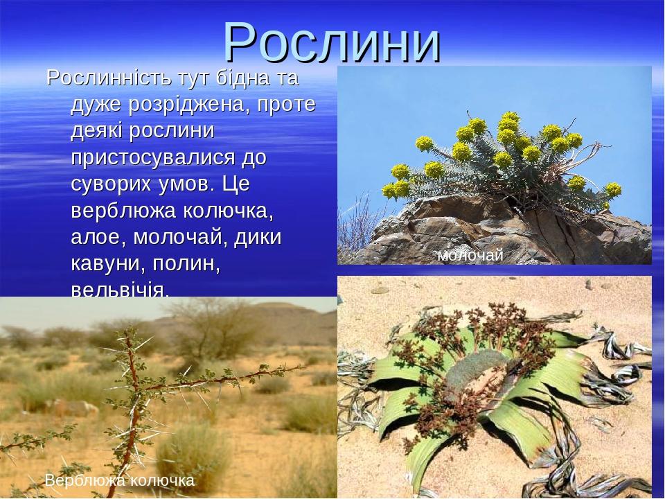 Презентація "Природні зони Африки" | Презентація. Географія