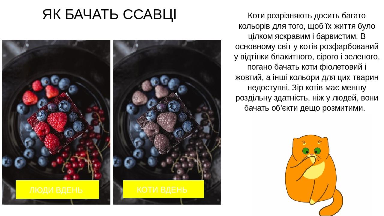 Міні проект як спілкуються тварини