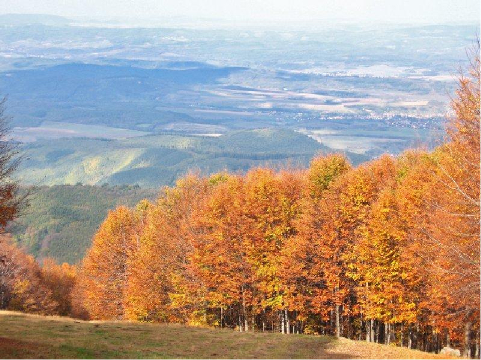 Презентація "Осінній ліс"
