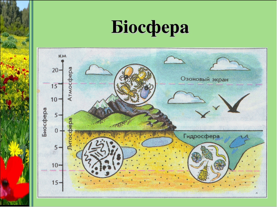 Презентация на тему биосфера биология