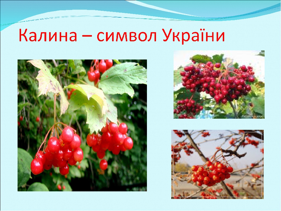 Над водою калина