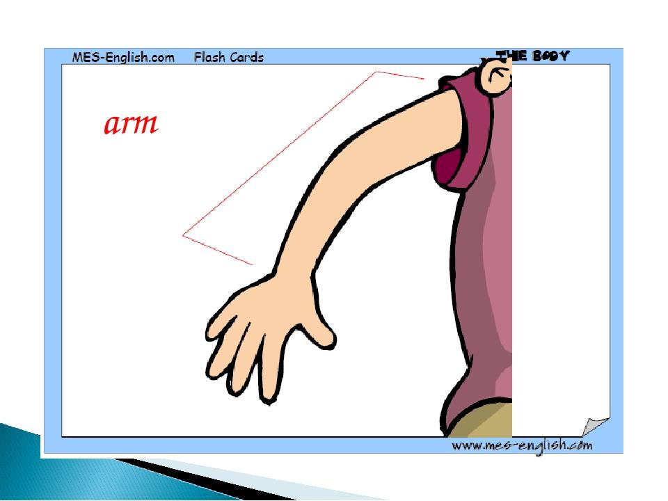 arm