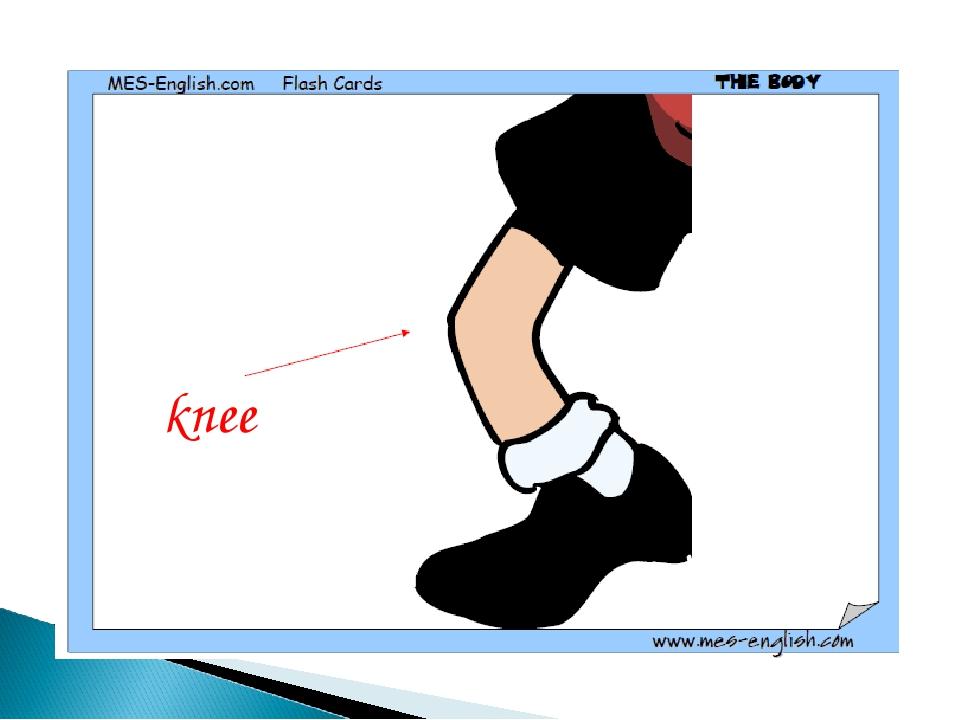 knee