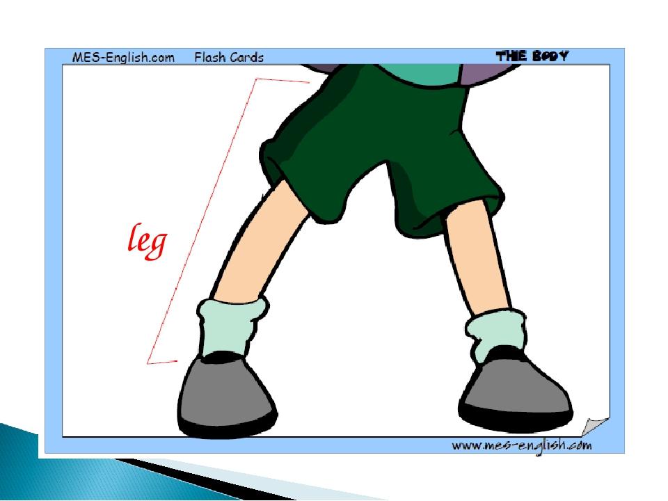 leg