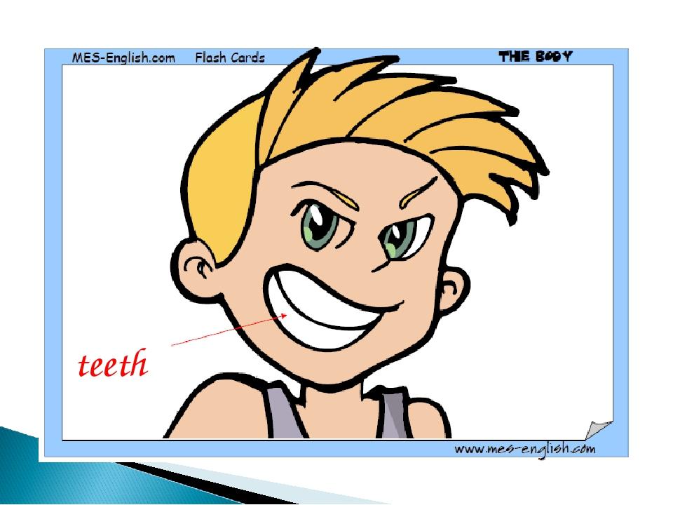teeth