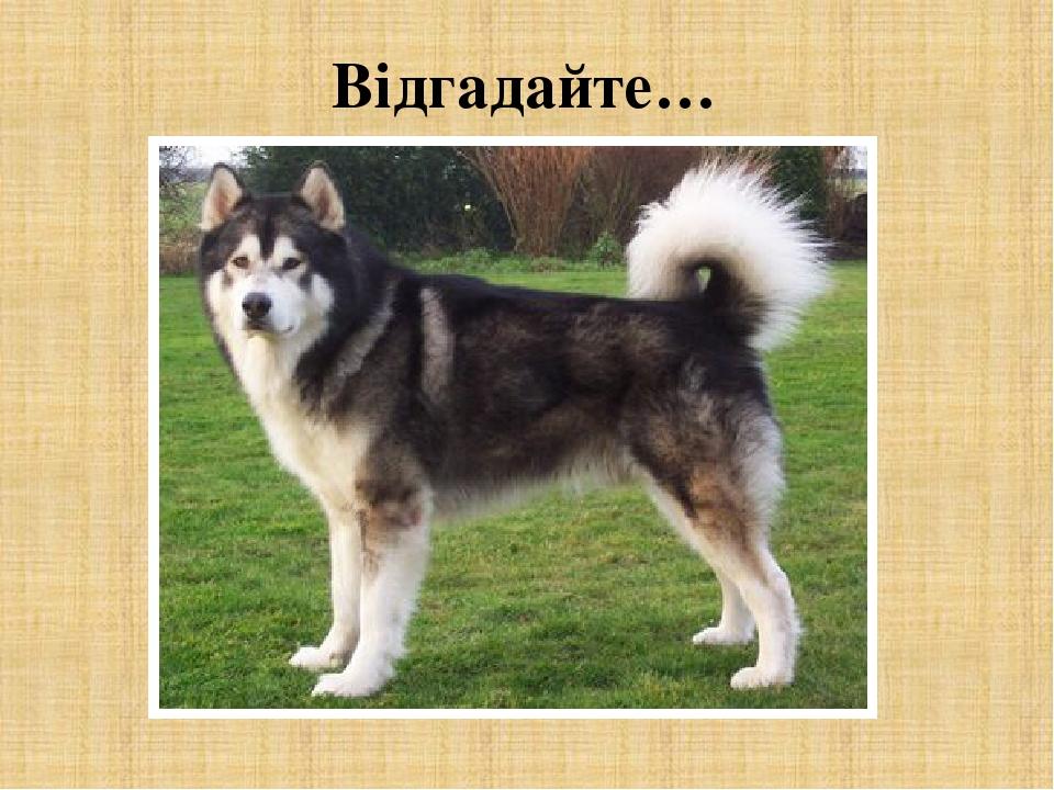 Відгадайте… Вірний друг у мене є, Мені лапу подає. Заглядає щиро в очі, Мовби щось сказати хоче. Замість слів лиш чути гав, Всіх котів порозганяв. ...