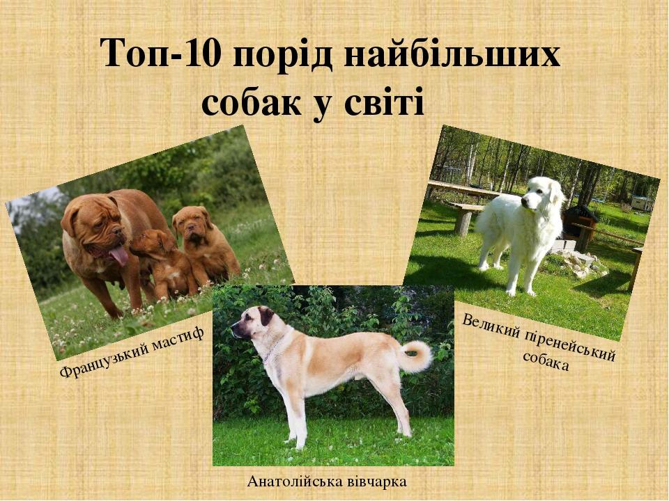 Топ-10 порід найбільших собак у світі Французький мастиф Великий піренейський собака Анатолійська вівчарка