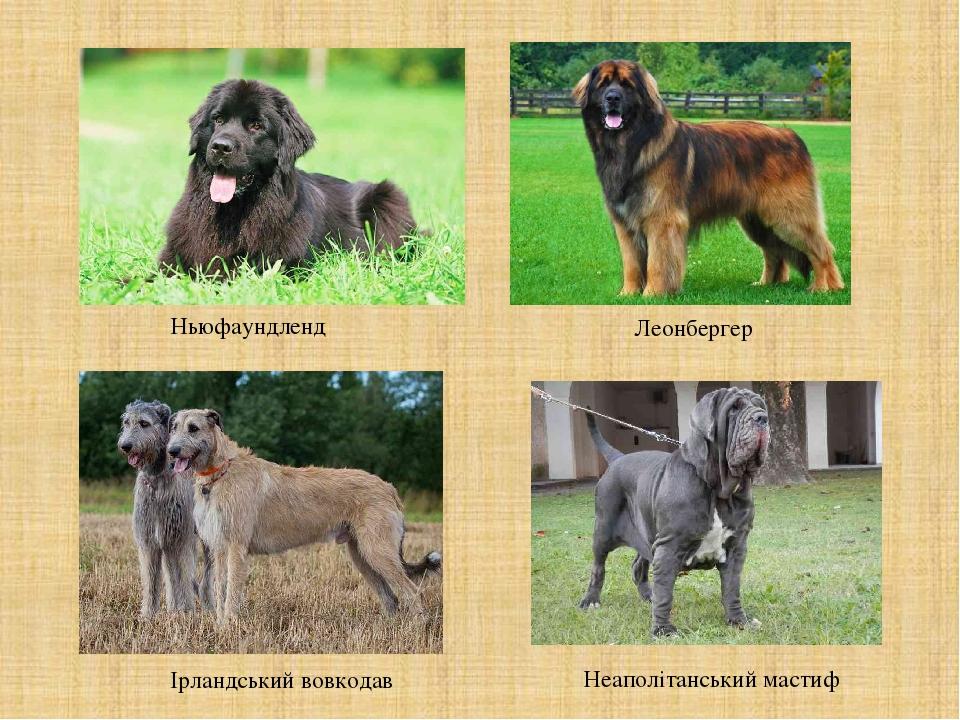 Ньюфаундленд Леонбергер Ірландський вовкодав Неаполітанський мастиф