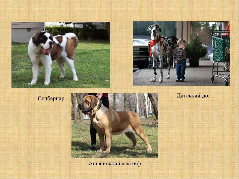 Сенбернар Датський дог Англійський мастиф