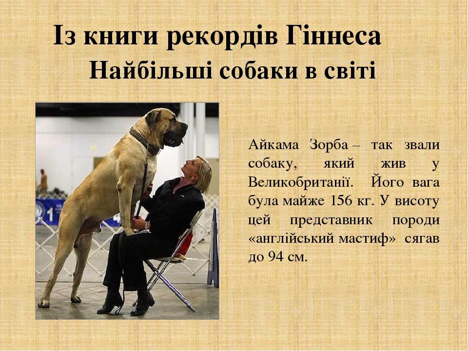 Із книги рекордів Гіннеса Найбільші собаки в світі Айкама Зорба – так звали собаку, який жив у Великобританії. Його вага була майже 156 кг. У висот...