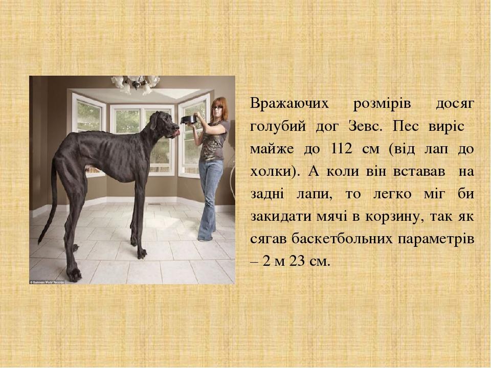 Вражаючих розмірів досяг голубий дог Зевс. Пес виріс майже до 112 см (від лап до холки). А коли він вставав на задні лапи, то легко міг би закидати...