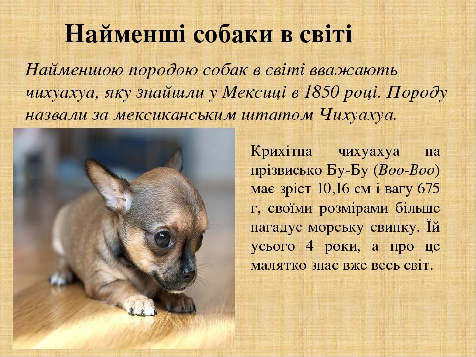 Найменші собаки в світі Крихітна чихуахуа на прізвисько Бу-Бу (Boo-Boo) має зріст 10,16 см і вагу 675 г, своїми розмірами більше нагадує морську св...