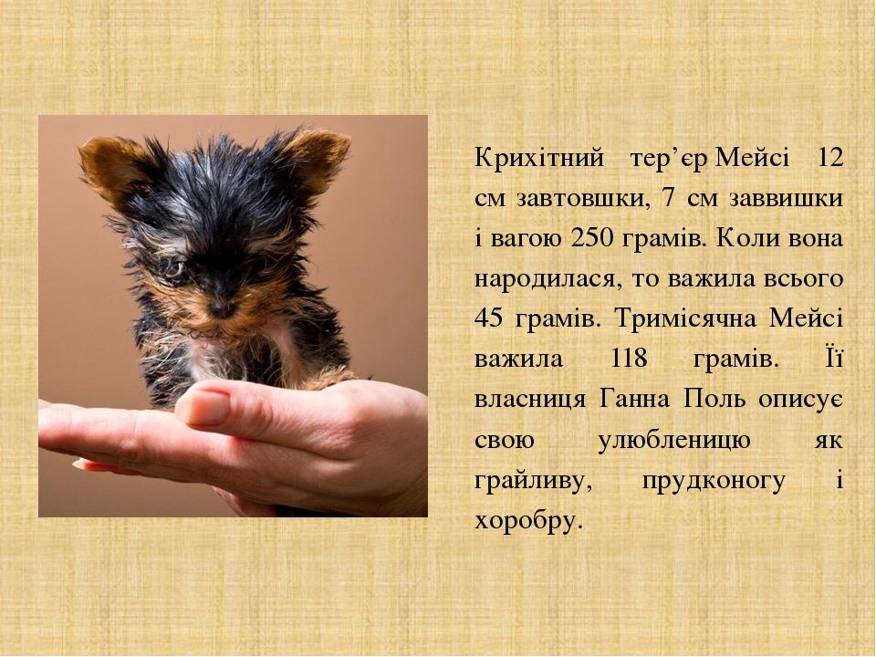 Крихітний тер’єр Мейсі 12 см завтовшки, 7 см заввишки і вагою 250 грамів. Коли вона народилася, то важила всього 45 грамів. Тримісячна Мейсі важила...