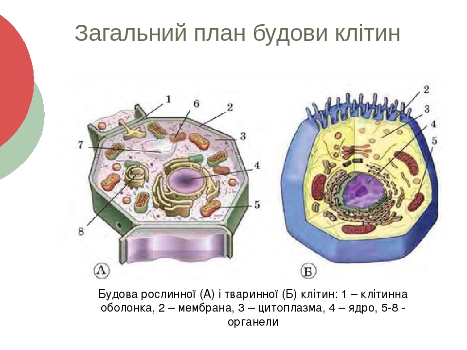 Загальний план будови клітини