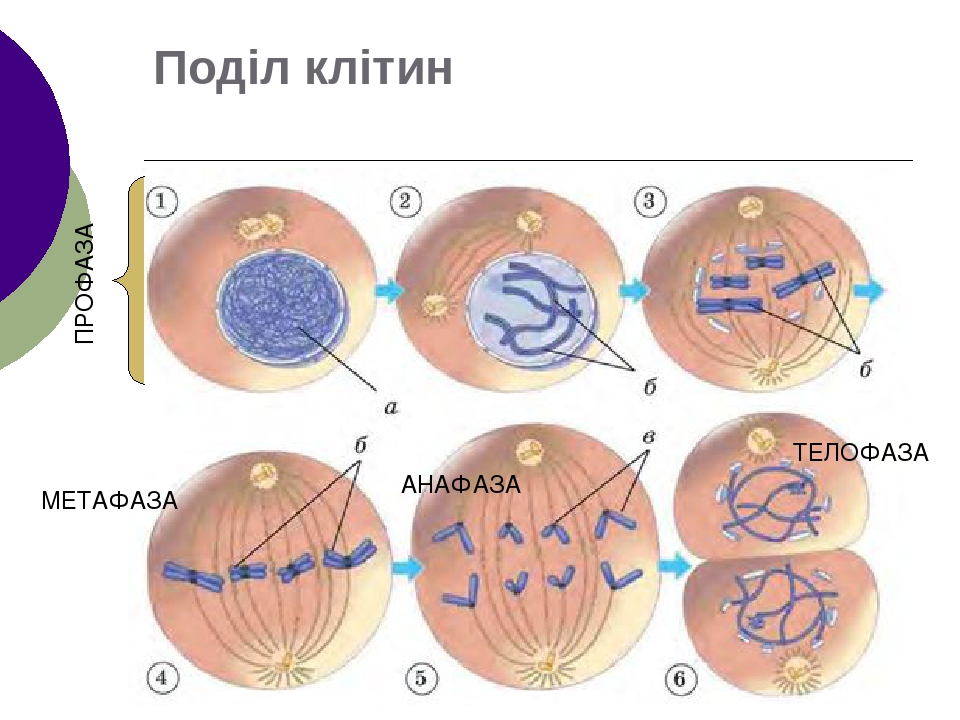 Телофаза анафаза процессы