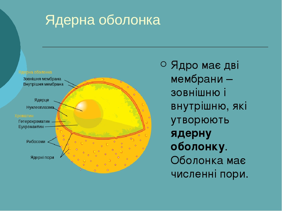 Ядро клітини