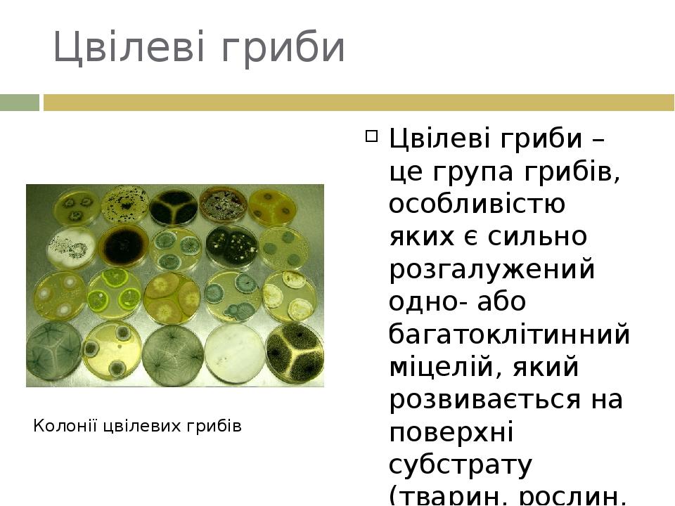 Одноклітинні гриби | Презентація. Біологія