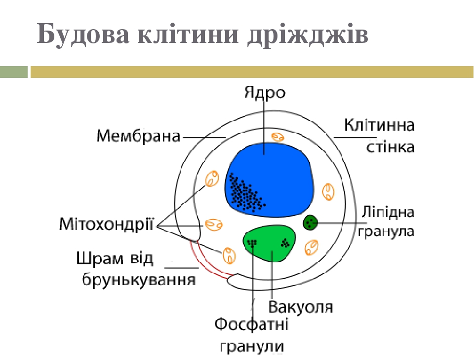 Одноклітинні гриби